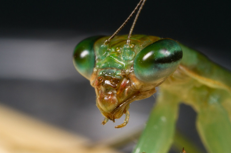 Ant Mimic Mantis