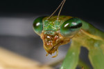 Ant Mimic Mantis