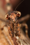 African Stick Mantis