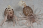 tardfirst instar01