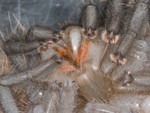 molting-05