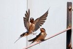 barnswallows-09