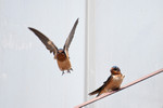 barnswallows-10