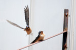 barnswallows-11