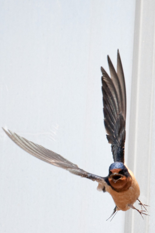 barnswallows-12