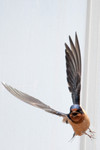 barnswallows-12