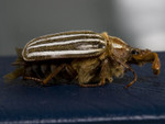 beetle-3