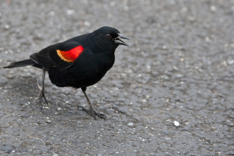 blackbird-01