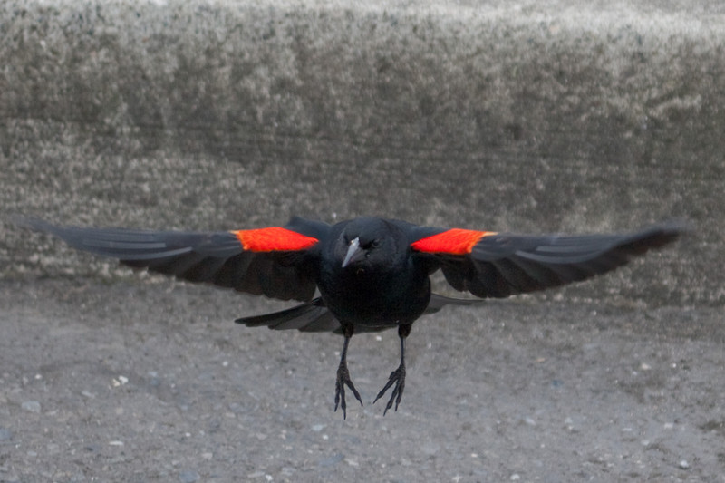 blackbird-09