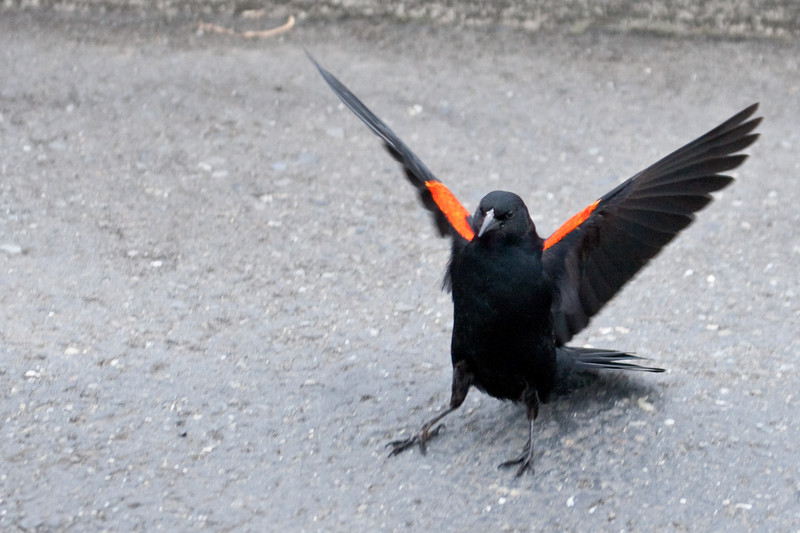 blackbird-10