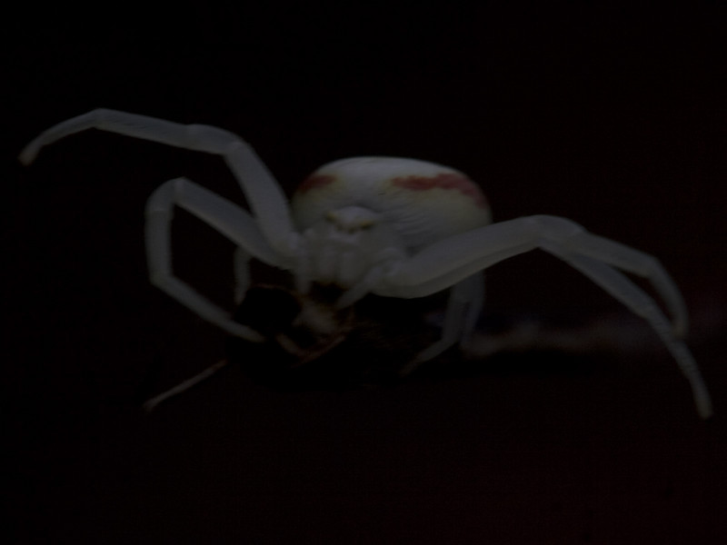 crab spider-01