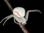 Highlight for Album: Crab Spider