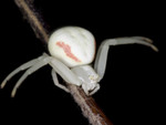 crab spider-02