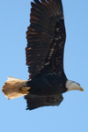 eagles10