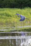Highlight for Album: Herons at Finley
