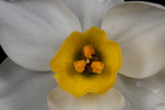 daffodil-01