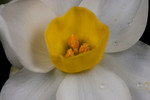 daffodil-02
