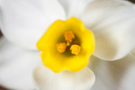 daffodil-04