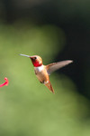 hummingbird-01