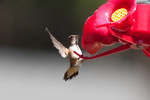 hummingbird-02