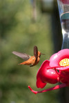 hummingbird-03
