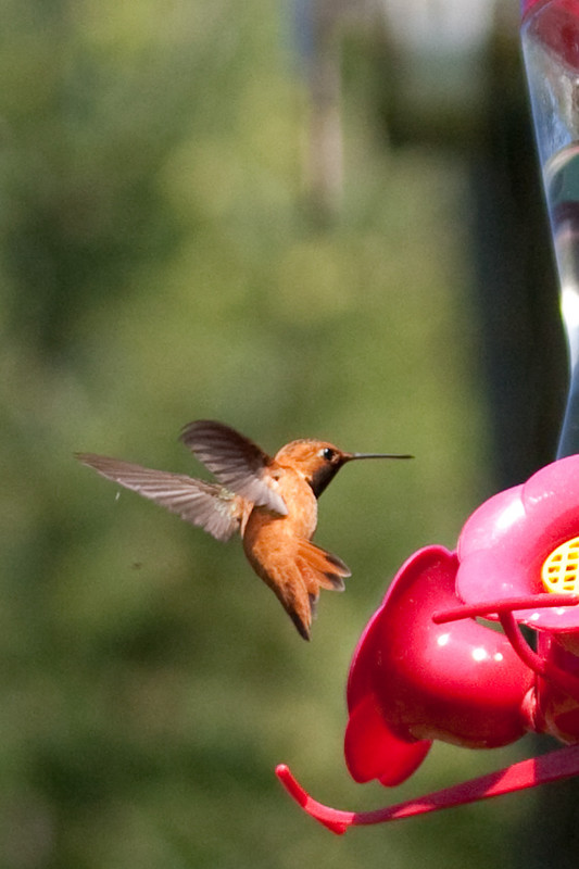 hummingbird-04