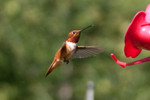 hummingbird-06