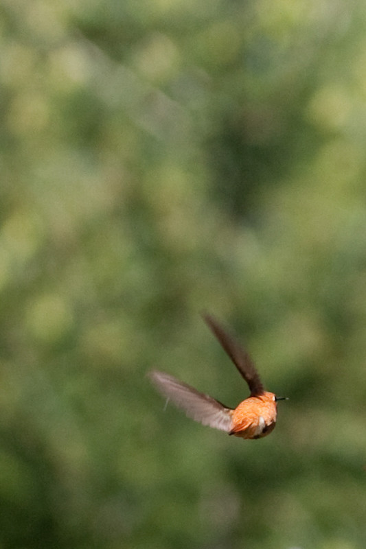 hummingbird-07