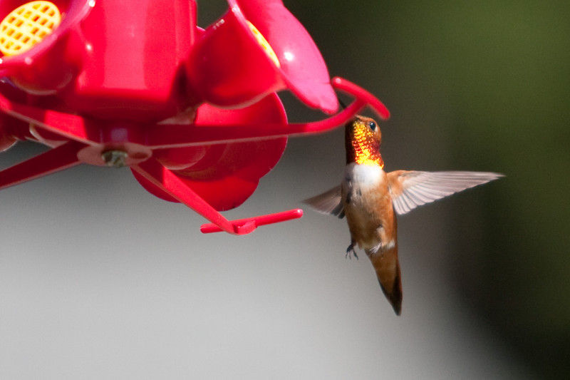 hummingbird-08