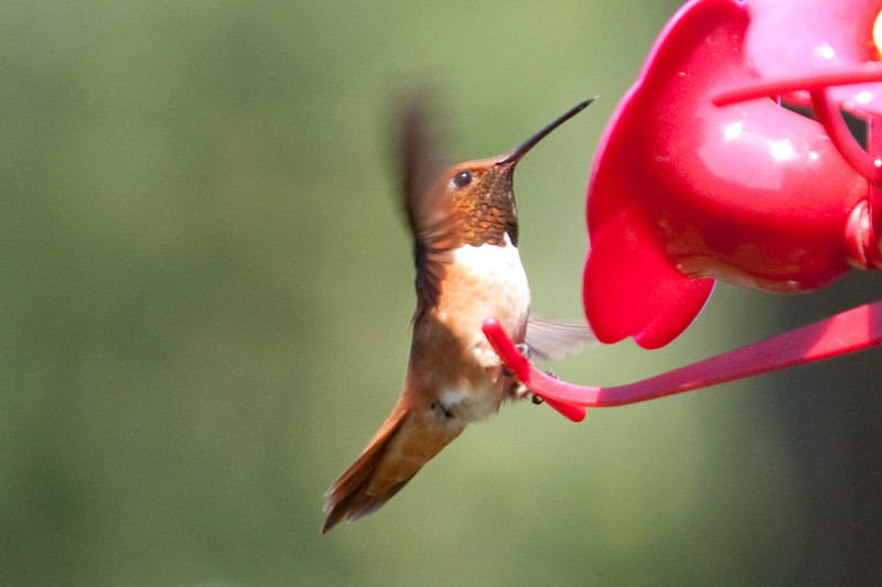 hummingbird-09