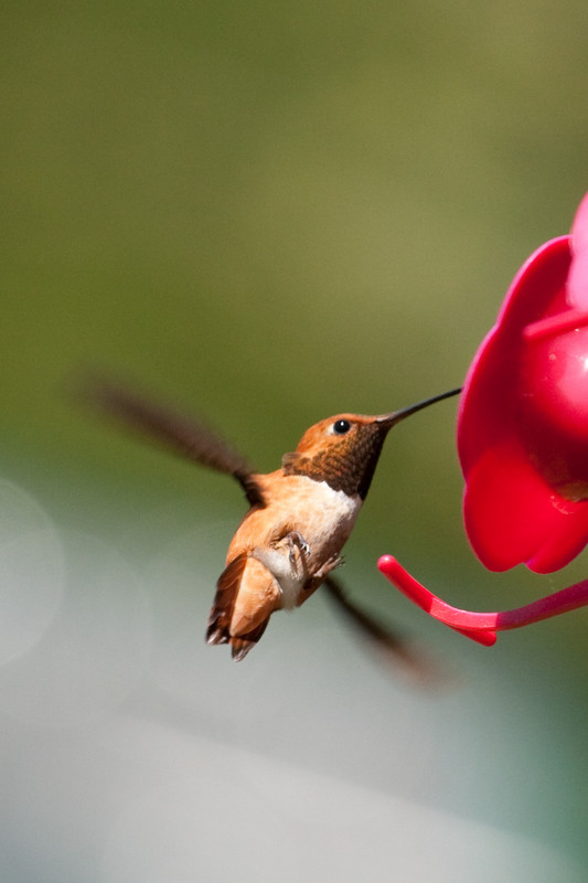 hummingbird-10