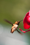 hummingbird-10