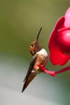 hummingbird-11
