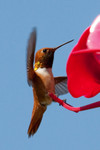 hummingbird-14