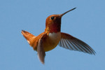 hummingbird-15