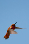 hummingbird-16