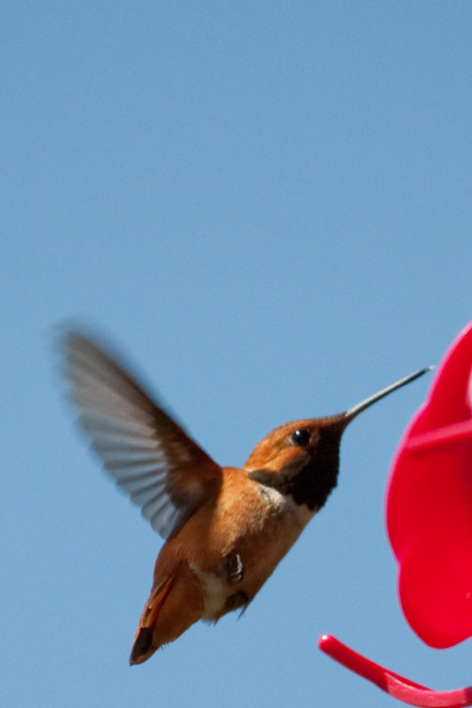 hummingbird-17