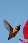 hummingbird-17