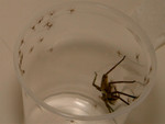 spiderlings2