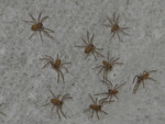 spiderlings4