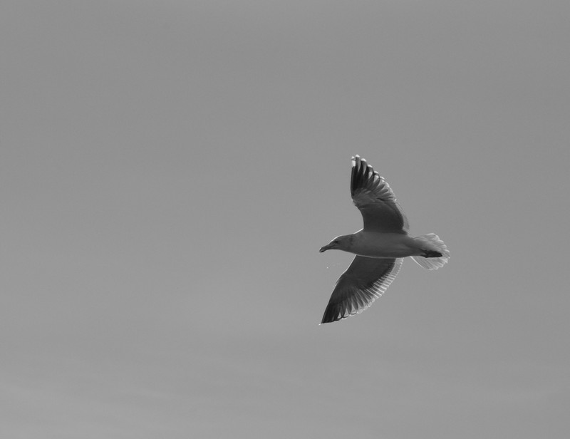 seagulls-05