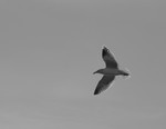 seagulls-05