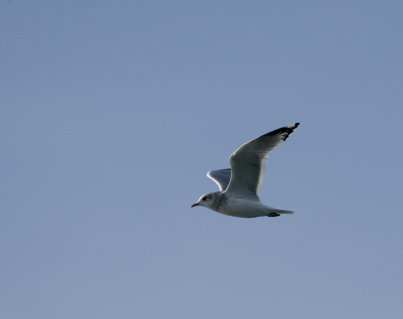seagulls-07