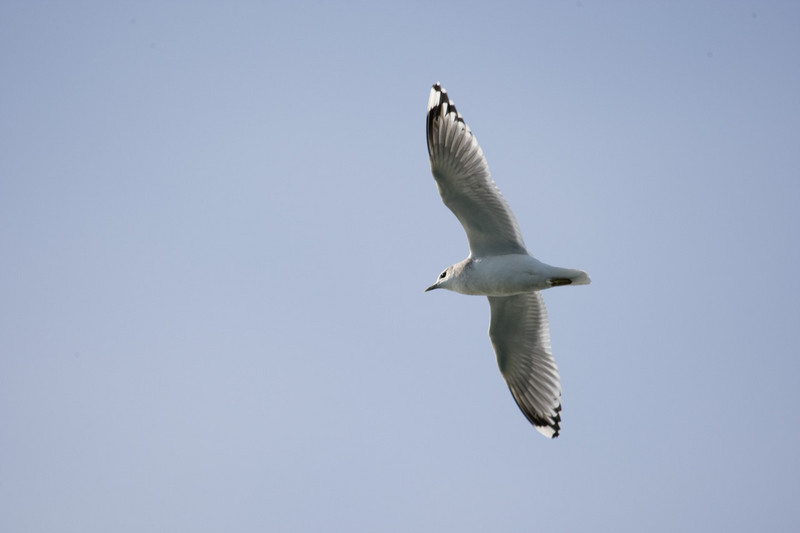 seagulls-09