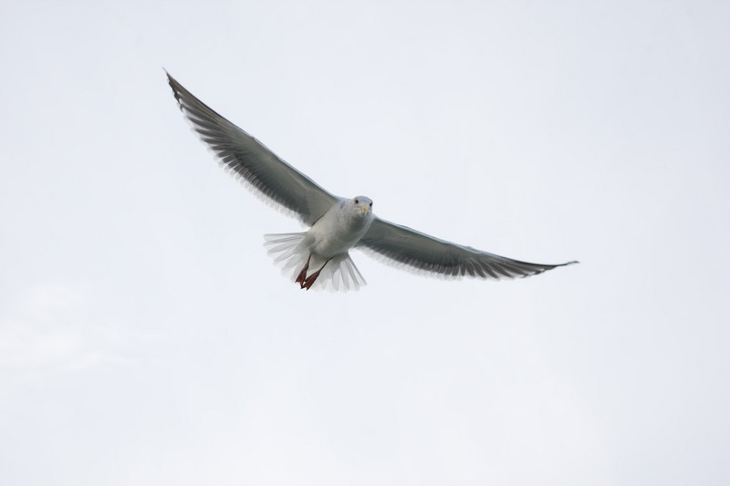 seagulls-31