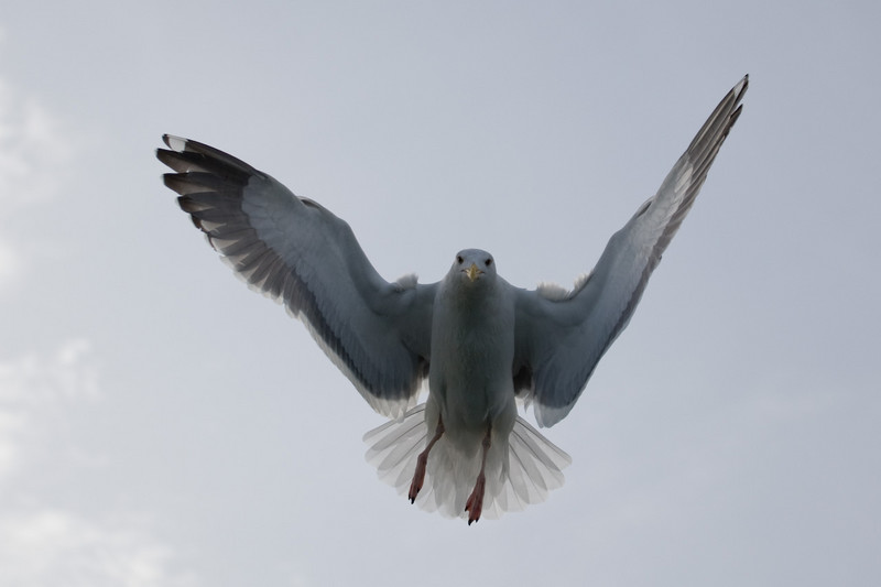 seagulls-34