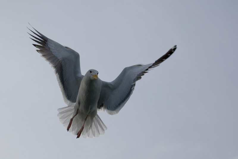 seagulls-35