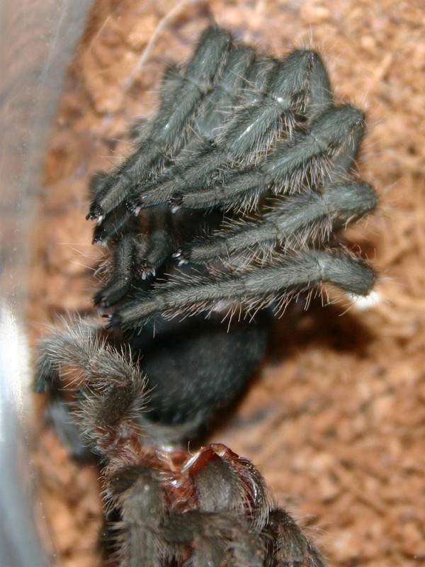 molt4