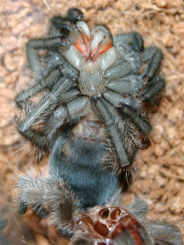 molt5