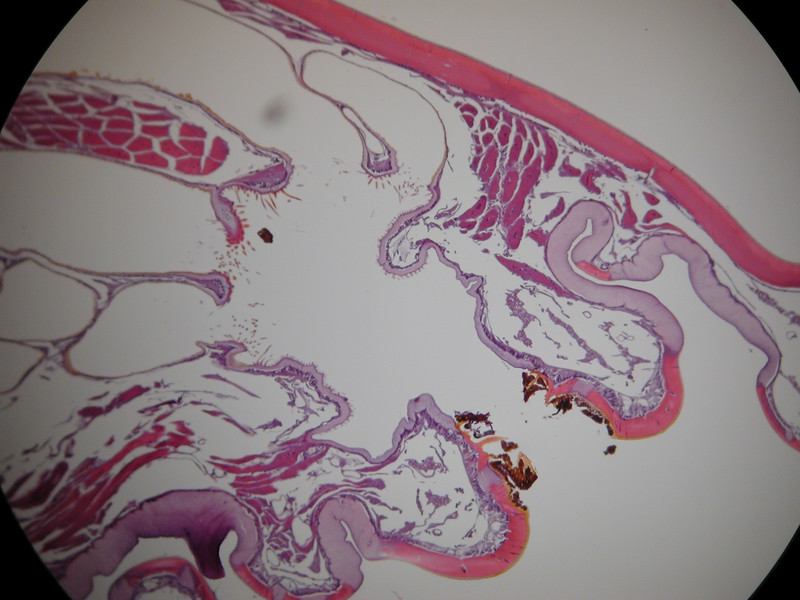 Spiracle cross section